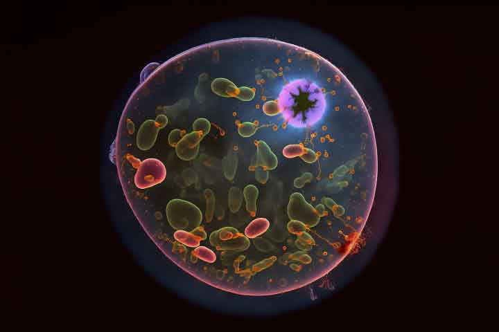 ภาพเชื้อมาลาเลียในเซลล์เม็ดเลือดแดงในกล้องจุลทรรศน์